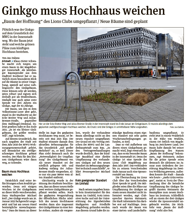 Presseartikel "Ginkgo muss Hochhaus weichen" aus Magdeburger Volksstimme
